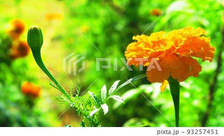 フレンチマリーゴールドの花とつぼみのある風景 フレンチマリーゴールドの花とつぼみのある風景 93257451