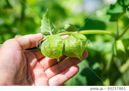 実った食用ほおずき 93257861