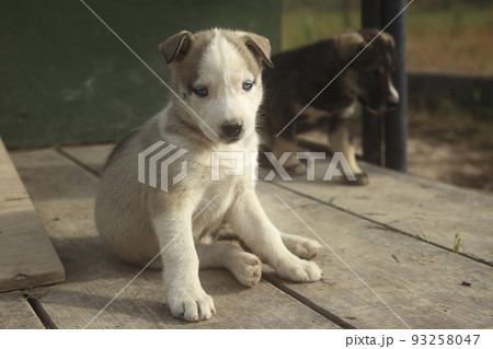 日向ぼっこの子犬、いつか犬そりを引く 93258047