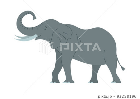 African elephant with tusks in front of a white background 93258196
