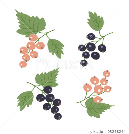 Set of bunch of white and black currants 93258244