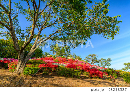 日輪寺つつじ公園「遊歩道から観たツツジの花クローズアップ風景」観光名所:日輪寺つつじ公園 日輪寺つつじ公園「遊歩道から観たツツジの花クローズアップ風景」観光名所:日輪寺つつじ公園 93258527