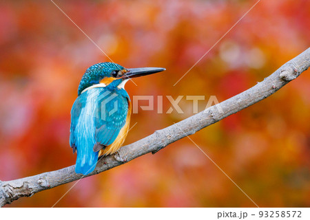 瑠璃色の人気者カワセミ 瑠璃色の人気者カワセミ 93258572