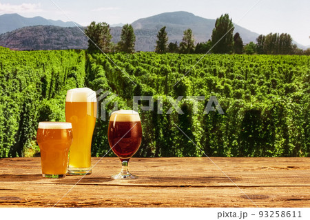 Three glasses with frothy light and dark beer on wooden table over hop gardens and nature landscape background. 93258611