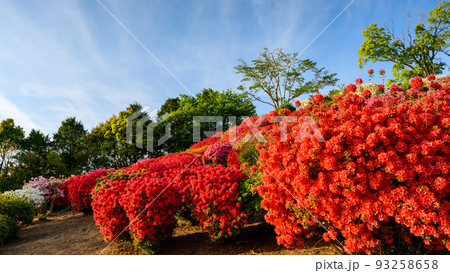 日輪寺つつじ公園「遊歩道から観たツツジ公園風景」観光名所：日輪寺つつじ公園 93258658