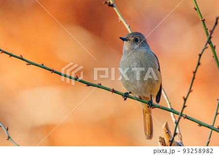 愛らしい仕草の冬鳥 ジョウビタキの雌 93258982