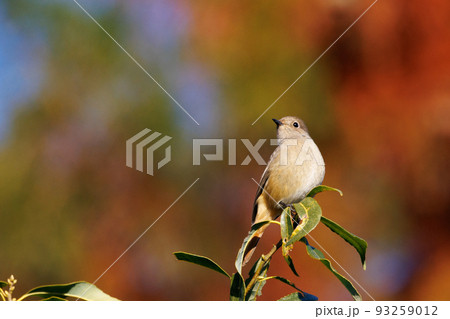 愛らしい仕草の冬鳥 ジョウビタキの雌 93259012