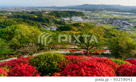 日輪寺つつじ公園「夕焼け陽射しを浴びる市街地景色とツツジ公園風景」観光名所：日輪寺つつじ公園 93259041