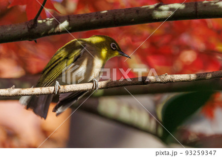 ウグイスと間違われる緑色の体と白い眼鏡が特徴の鳥メジロ 93259347