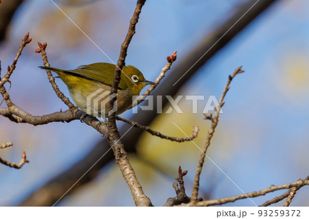 ウグイスと間違われる緑色の体と白い眼鏡が特徴の鳥メジロ 93259372