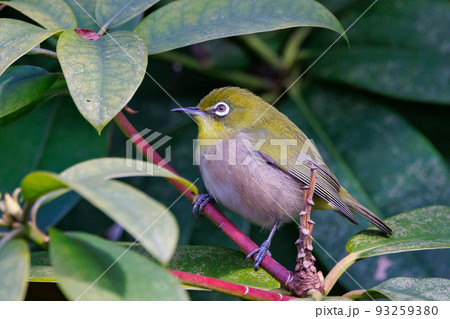 ウグイスと間違われる緑色の体と白い眼鏡が特徴の鳥メジロ ウグイスと間違われる緑色の体と白い眼鏡が特徴の鳥メジロ 93259380