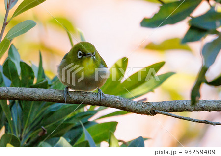 ウグイスと間違われる緑色の体と白い眼鏡が特徴の鳥メジロ 93259409