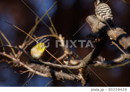 ウグイスと間違われる緑色の体と白い眼鏡が特徴の鳥メジロ 93259429