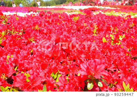ツツジ ツツジ 93259447