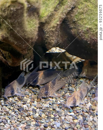 熱帯魚 コリドラス ロンドニア8 93259875