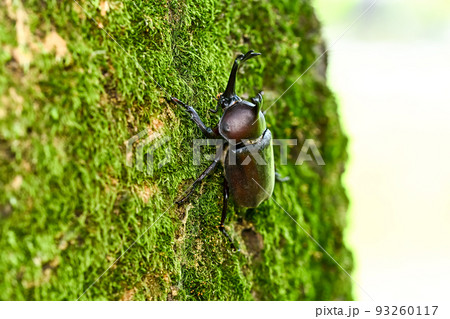 カブトムシ 93260117