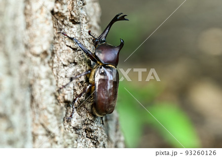 カブトムシ 93260126