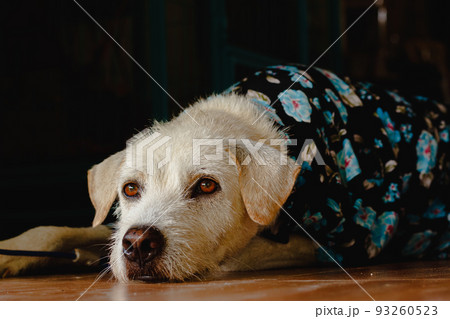 Fashionable pet terrier dog wearing a floral polo shirt ready for the summer vibe 93260523