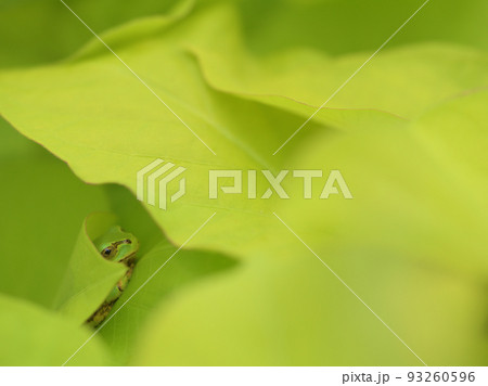 葉の陰で休むアマガエル 葉の陰で休むアマガエル 93260596