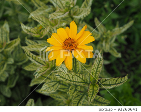 サンバースト 93260641