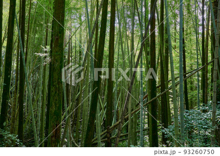 放置竹林イメージ 放置竹林イメージ 93260750