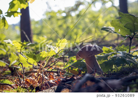 white porcini mushroom grow in sunlight wood 93261089