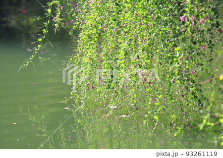 水辺にゆれる萩の花 93261119