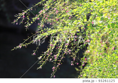 水辺にゆれる萩の花 93261125