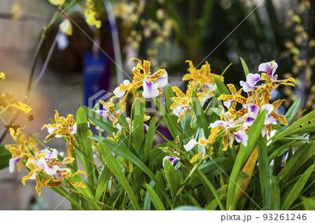 Close up of one of the beautiful Colombian orchid Close up of one of the beautiful Colombian orchid 93261246