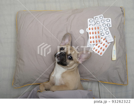A bulldog dog is sick lying in bed on a gray pillow next to pills and a thermometer scattered around. A bulldog dog is sick lying in bed on a gray pillow next to pills and a thermometer scattered around. 93262322