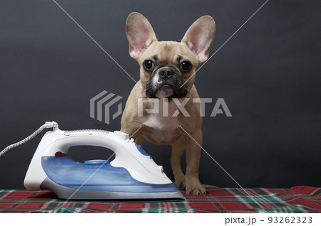 Bulldog dog and electric iron indoors on an ironing board on a black background. Bulldog dog and electric iron indoors on an ironing board on a black background. 93262323