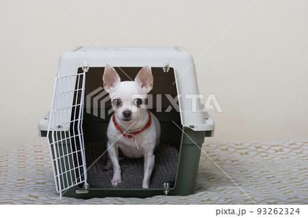 Dog carrier - a small white chihuahua dog sits in a large plastic shipping box and looks carefully into the camera. 93262324