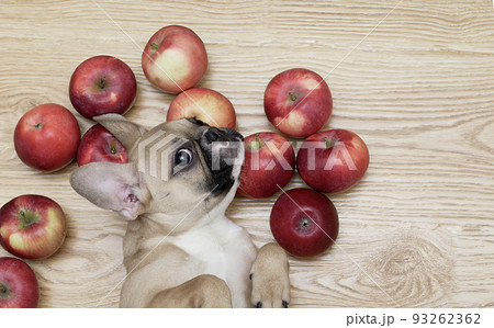 Bulldog dog poses stretched out lying among apples on a wooden floor and looks at the camera. 93262362