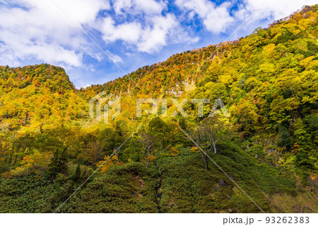 秋の富山　紅葉の称名渓谷 93262383