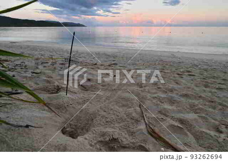 ウミガメ脱出跡の砂浜(奄美大島) ウミガメ脱出跡の砂浜(奄美大島) 93262694