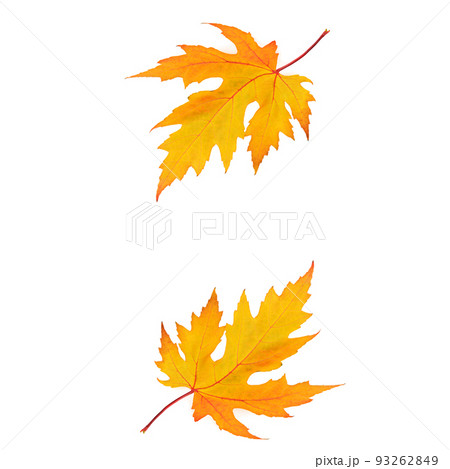 Yellow maple leaves isolated on white. Free space for text. Yellow maple leaves isolated on white. Free space for text. 93262849