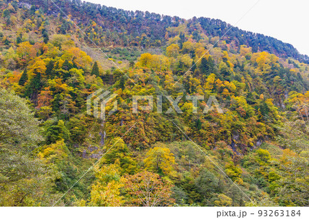 秋の富山 紅葉の称名渓谷 悪城の壁 秋の富山 紅葉の称名渓谷 悪城の壁 93263184