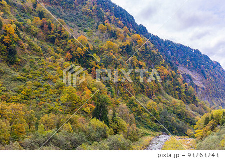 秋の富山　紅葉の称名渓谷　称名川 93263243