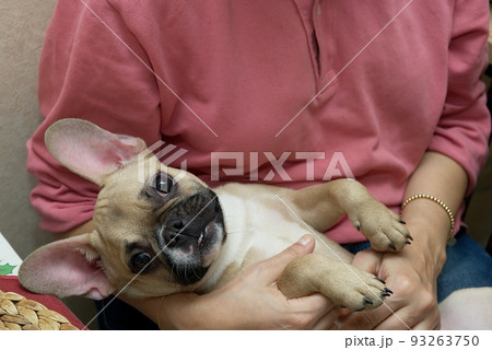 A small purebred beige French bulldog dog with beautiful black nose and rose years feels happy on the hands of the master wears on rose pyjamas at cozy home. Cozy weekend. A small purebred beige French bulldog dog with beautiful black nose and rose years feels happy on the hands of the master wears on rose pyjamas at cozy home. Cozy weekend. 93263750