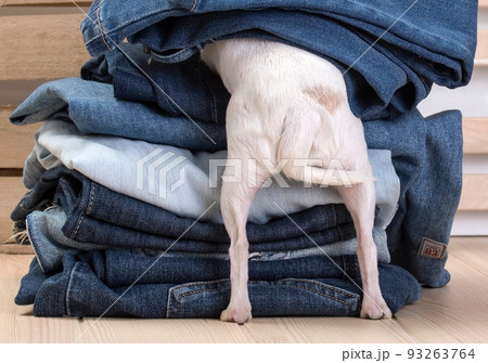 A funny dog's butt with tail of a small purebred white chihuahua dog with little feet posing under different coloured jeans by the structure textured craft wooden wall. No people studio photography. 93263764