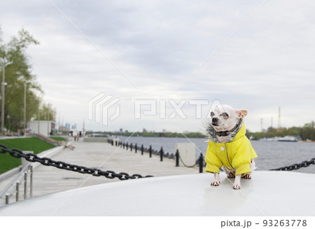 Amazing small purebred white chihuahua dog with smile on its muzzle wears in warm winter yellow coat rests next to the grey mirror surface of the river. No people photography. Amazing small purebred white chihuahua dog with smile on its muzzle wears in warm winter yellow coat rests next to the grey mirror surface of the river. No people photography. 93263778