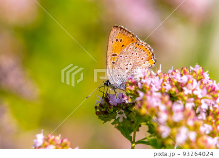 A beautiful Common blue butterfly sits on a blooming oregano 93264024