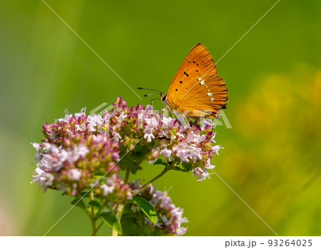 A beautiful red butterfly sits on a blooming oregano 93264025