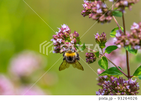 A shaggy bumblebee pollinates a flowering oregano A shaggy bumblebee pollinates a flowering oregano 93264026