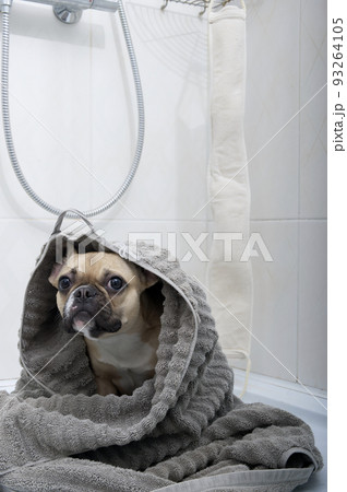 purebred french bulldog puppy wrapped in a soft grey towel sits in a marble tiled shower cabin relaxes after a shower dries in the spa room 93264105