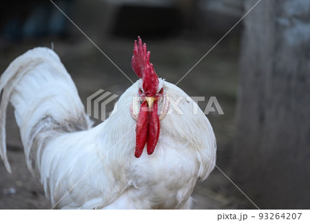 A large white rooster with a red crest belligerently looks straight into the camera as it walks through the poultry yard on a country farm. 93264207