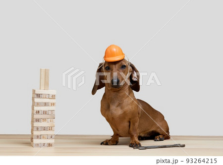 Dachshund hunting dog sits in a protective construction helmet near a toy house made of wooden small blocks. 93264215