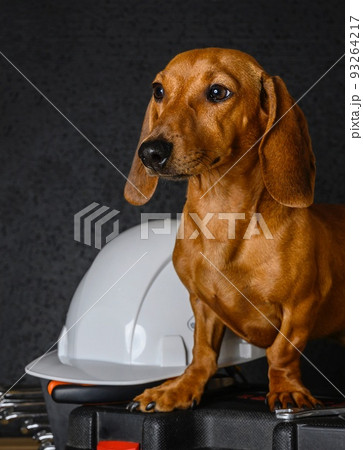 On Labor Day, a beautiful red-haired dachshund sits next to a white protective construction helmet and looks away among construction tools. On Labor Day, a beautiful red-haired dachshund sits next to a white protective construction helmet and looks away among construction tools. 93264217