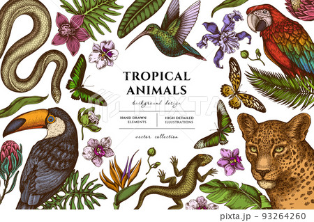 Tropical animals hand drawn illustration design. Background with retro leopard, snake, lizard, hummingbird, toucan, scarlet macaw, rajah brooke's birdwing, african giant swallowtail, monstera, banana 93264260
