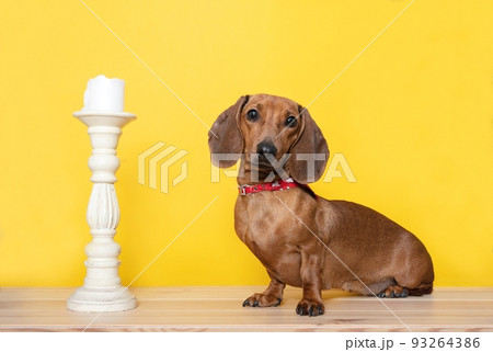 A hunting dog of the Dachshund breed sits on the structure wooden table next to a vintage texture craft white candlestick by yellow wall as background and looks attentively into the camera. A hunting dog of the Dachshund breed sits on the structure wooden table next to a vintage texture craft white candlestick by yellow wall as background and looks attentively into the camera. 93264386